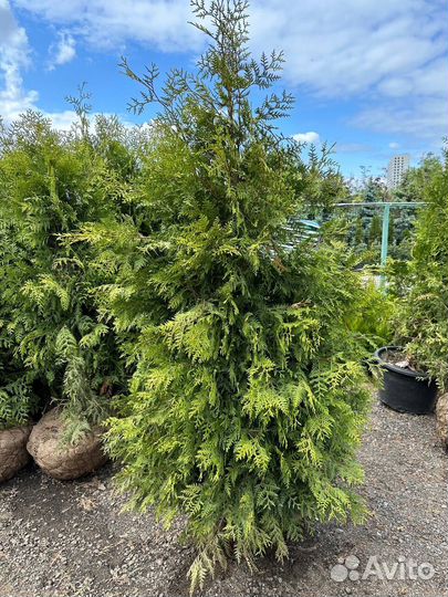 Туя Брабант 140-160см