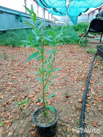 Ива шаровидная