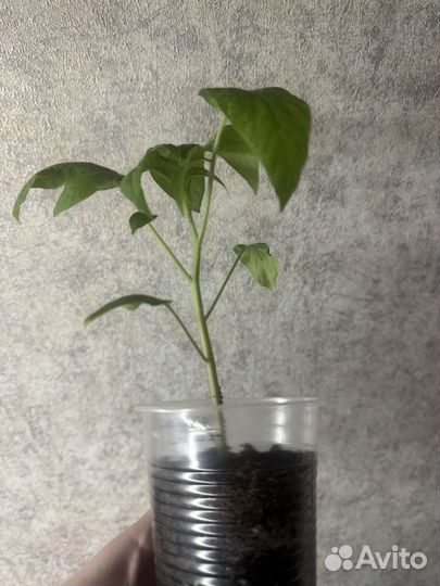 Рассада томата