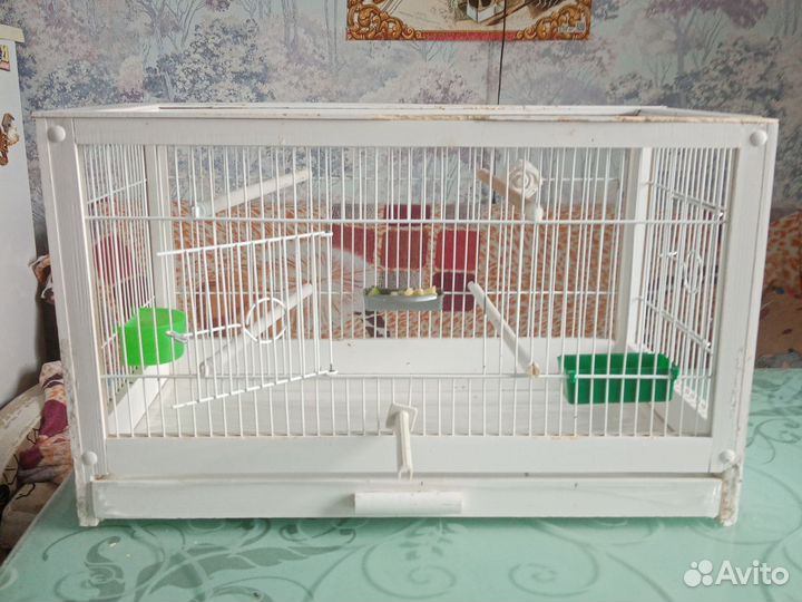 Попугай какарик