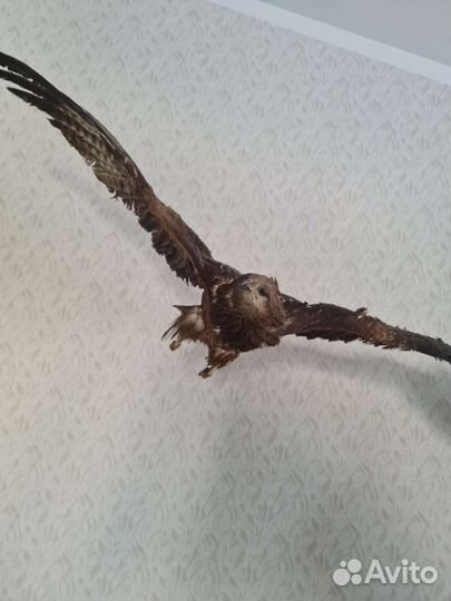 Чучело птицы