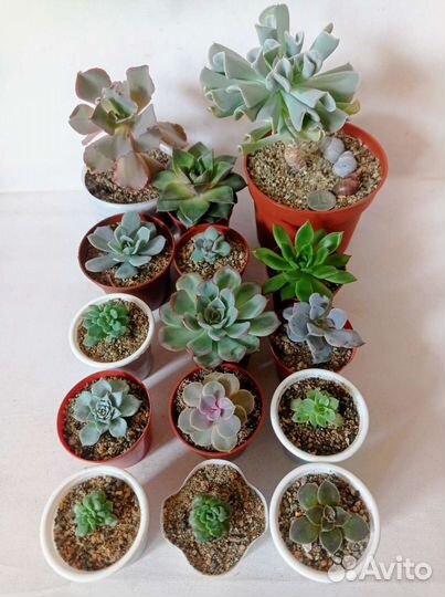 Суккулент эчеверия, 25 видов