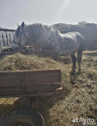 Лошадь жеребец