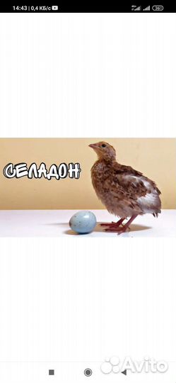 Перепела инкубационное яйцо