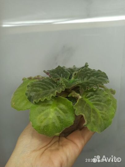 Сортовая фиалка 