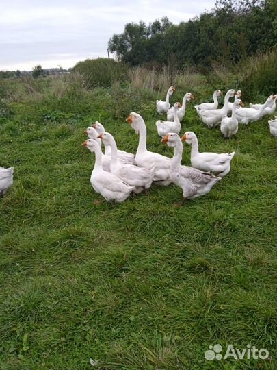 Холмогорские гуси