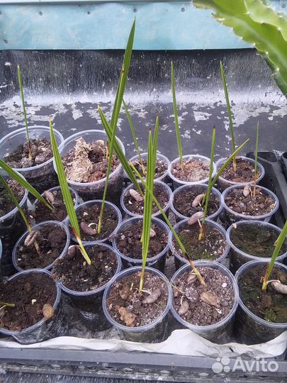 Финиковая пальма