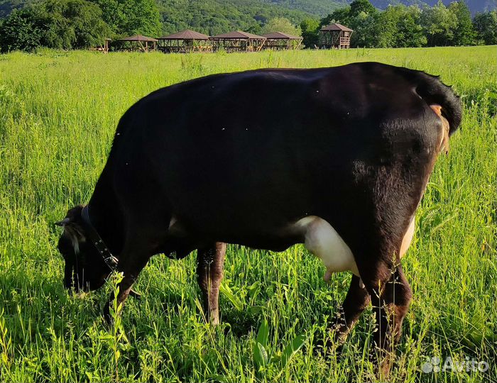 Корова дойная