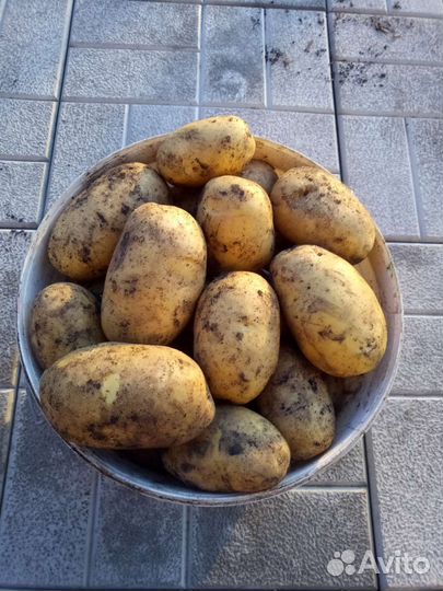 Продам картофель