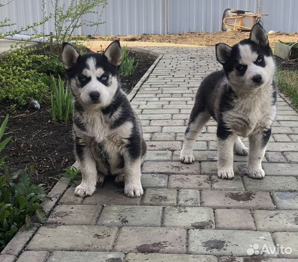 Собаки хаски щенки