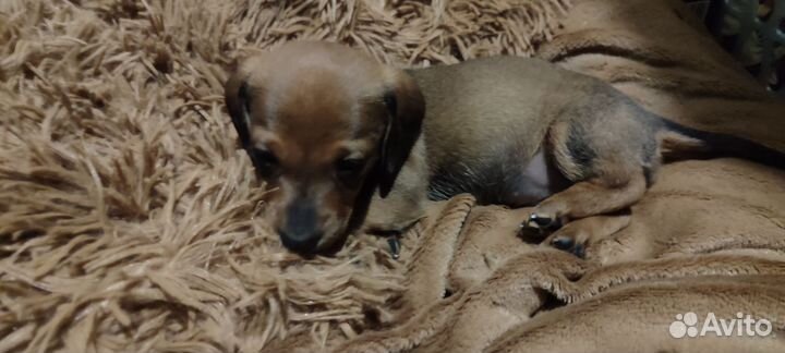 Щенки таксы