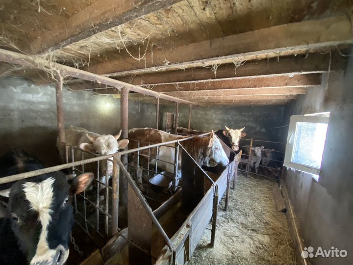 Бычки на мясо