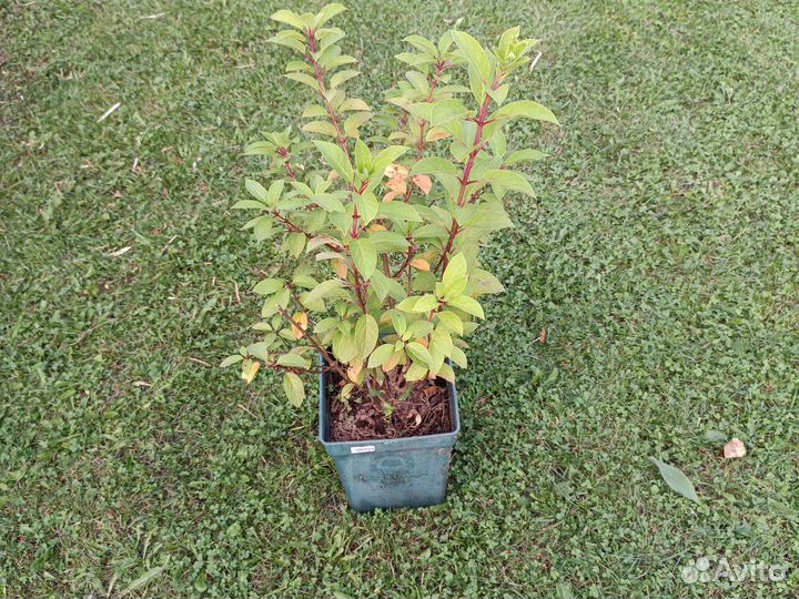 Гортензии, Пионы, Лилейники