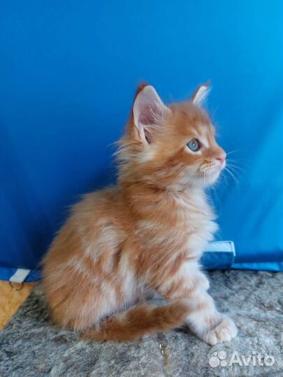 Котята мейн-кун