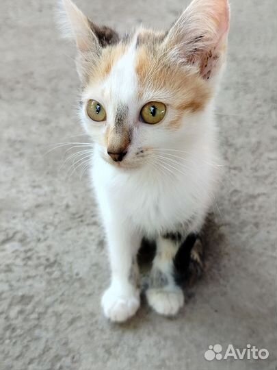 Котенок в добрые руки