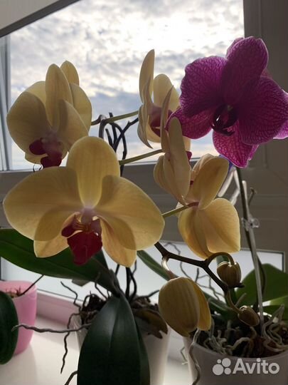 Орхидея фаленопсис