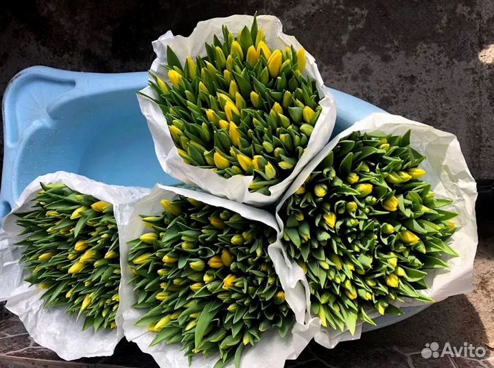 Тюльпаны оптом собственное производство