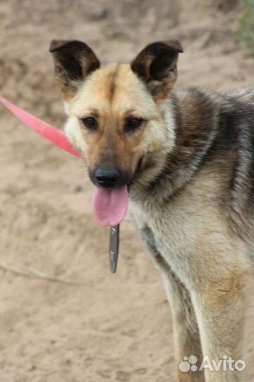 Собака в добрые руки бесплатно