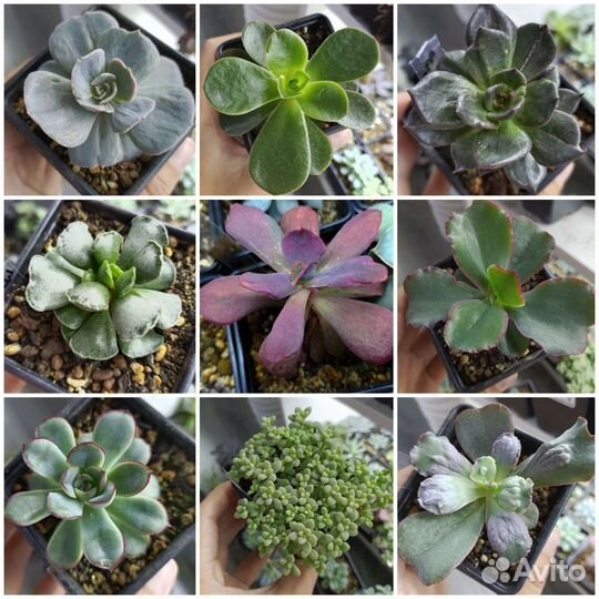 Суккуленты