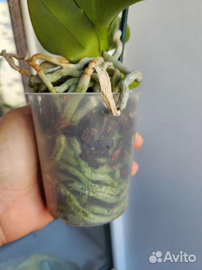 Орхидея фаленопсис