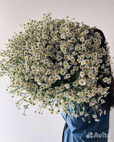Букеты ромашек