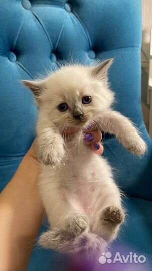 Невские-маскарадные котята