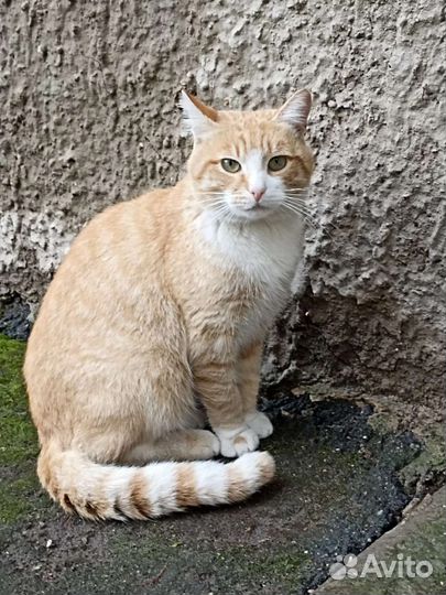 Котики бесплатно в добрые руки