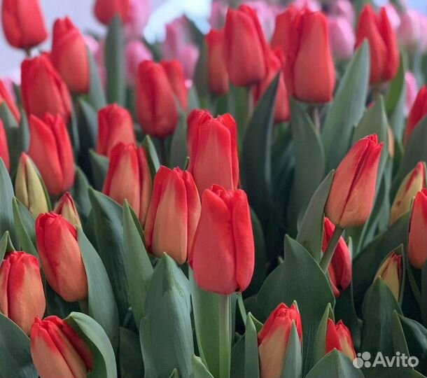 Тюльпаны оптом из Краснодара