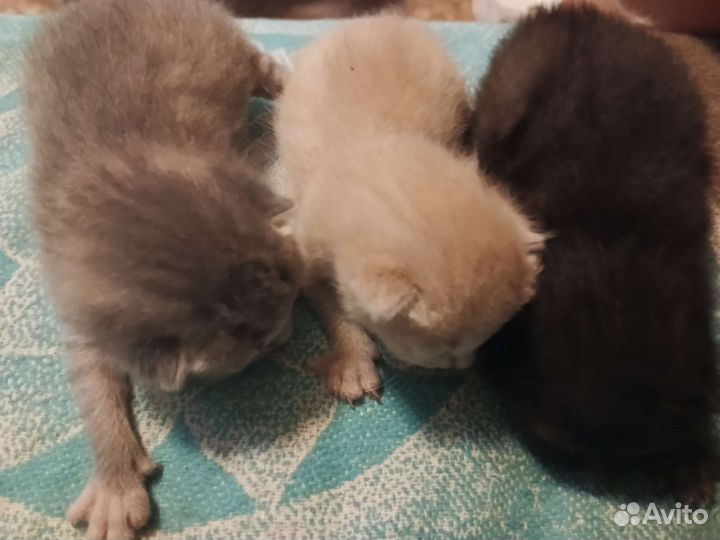 Котята отдам бесплатно