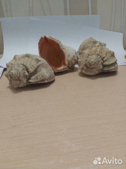 Морские ракушки для интерьера, аквариума