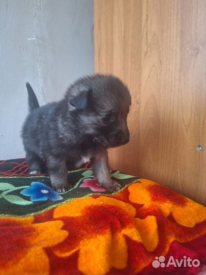 Щенки в добрые руки