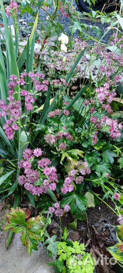 Многолетние растения