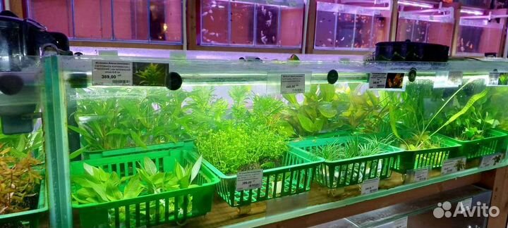 8 августа поставка растений для аквариума
