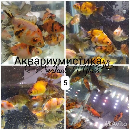 Аквариумные рыбки