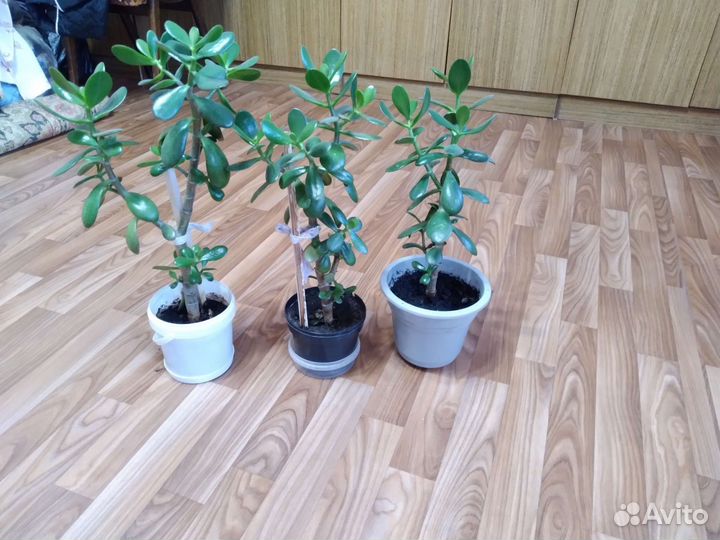 Фикус бенджамина денежные и долларовые