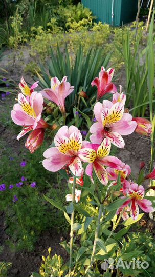 Альстромерии для открытого грунта