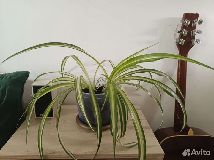 Хлорофитум хохлатый, кудрявый (бонни)