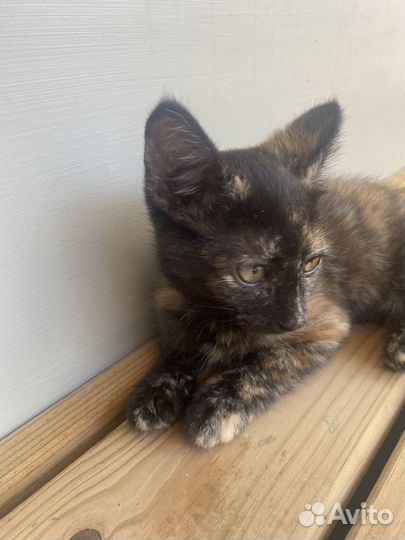 Кошечка в добрые руки