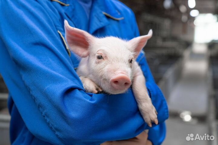 Рабочий на современную ферму муж\жен