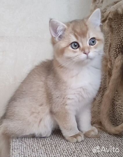 Мальчик британец золотой