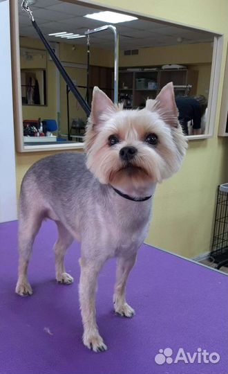 Груминг собак и кошек