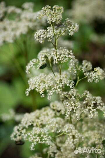 Роджерсия каштанолистная, семена