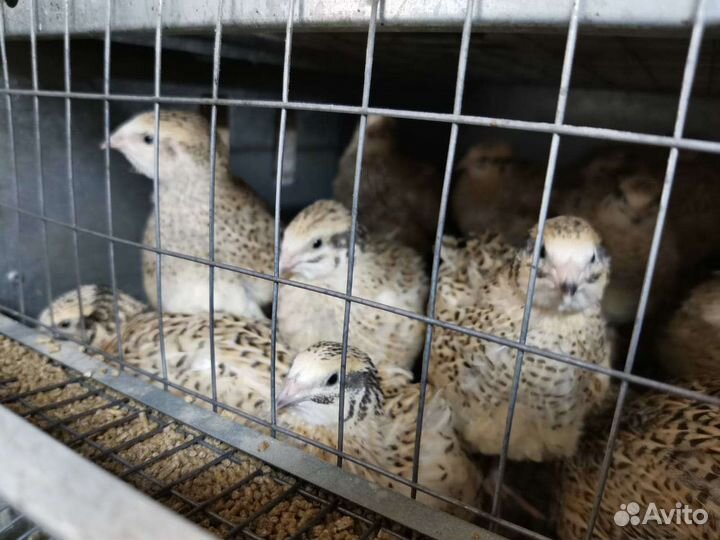 Перепела, инкубационное яйцо