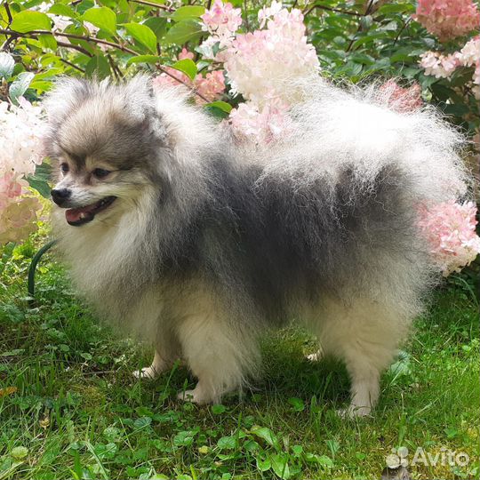 Немецкий Шпиц