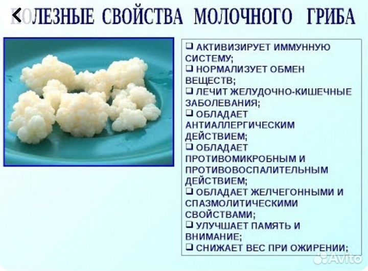 Тибетский молочный гриб кефирный грибок