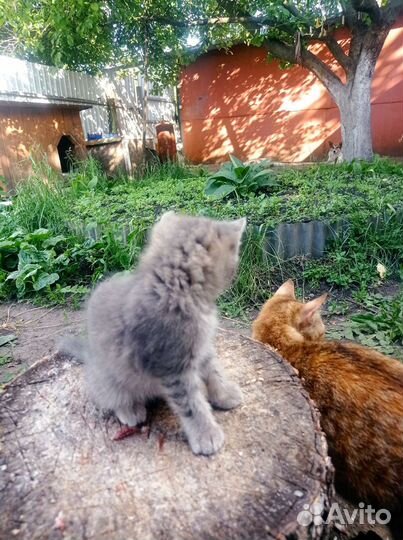 Котенок девочка