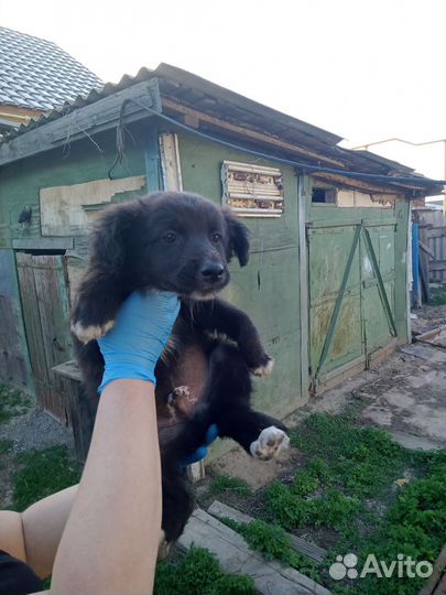 Кутята в добрые руки