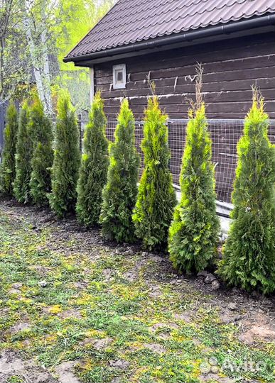 Туи смарагд