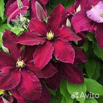 Саженцы клематиса шин шогу