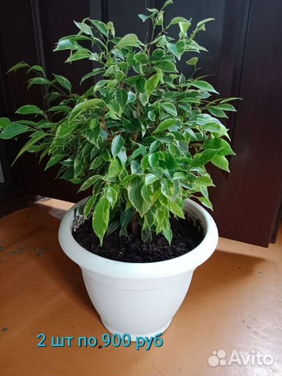 Фикус Бенджамина